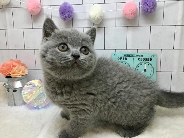 ブリティッシュショートヘア