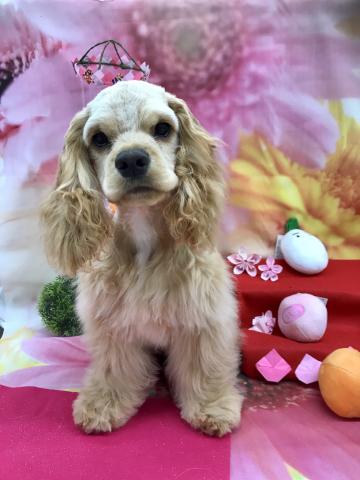 アメリカンコッカースパニエル