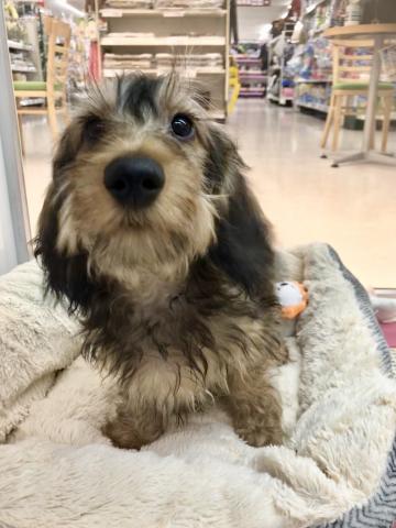 スタンダードダックスフンド