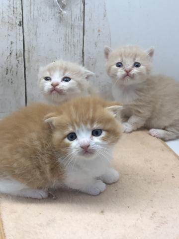 愛知県　マンチカン子猫販売予約受付中