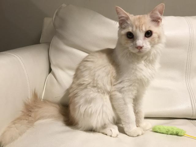 ラガマフィン猫の日セール✨24日まで開催中