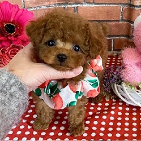 ティーカッププードル