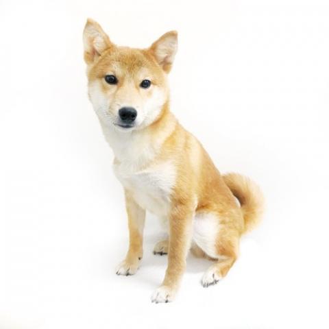柴犬