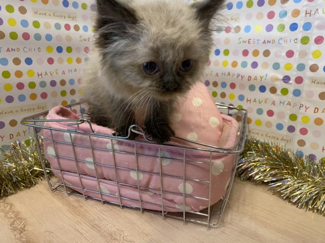 ペルシャ・ヒマラヤン