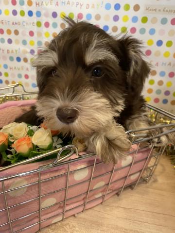 ミニチュアシュナウザー