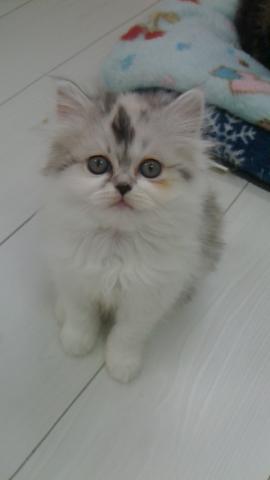 スコティッシュフォールド