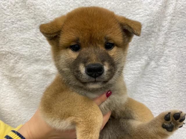 柴犬