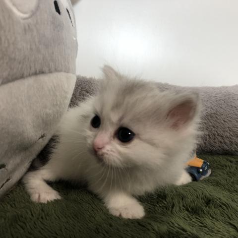 サイベリアン
