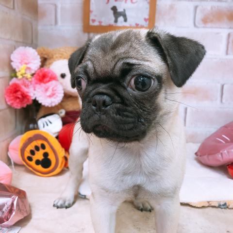 パグ