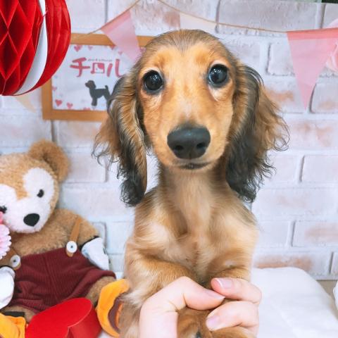 ミニチュアダックスフンド