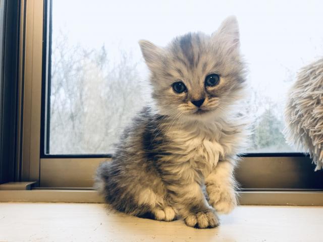 ミヌエット（旧ナポレオン）猫の日セール✨24日まで開催中