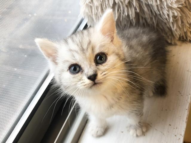 ミヌエット（旧ナポレオン）猫の日セール✨24日まで開催中♡