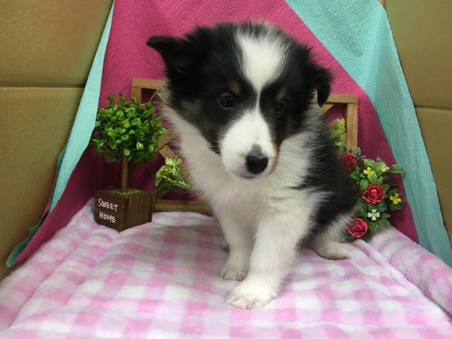 シェットランドシープドッグ