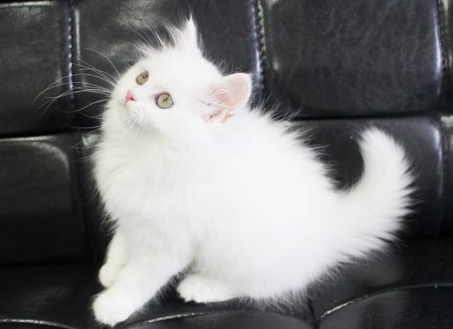 スコティッシュフォールド 真っ白 白猫 ロングヘアー 立ち耳 子犬や子猫たちのペット販売情報が満載 ペットステーション スコティッシュフォールド 真っ白 白猫 ロングヘアー 立ち耳 子犬や子猫たちのペット販売情報が満載 ペットステーション