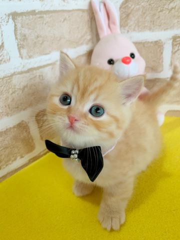 マンチカン短足