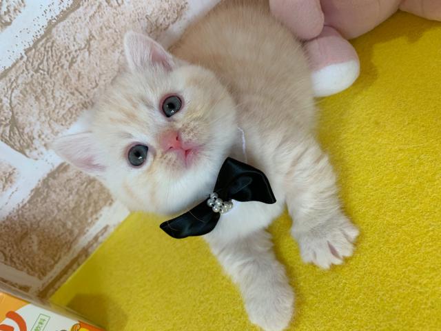 マンチカン短足