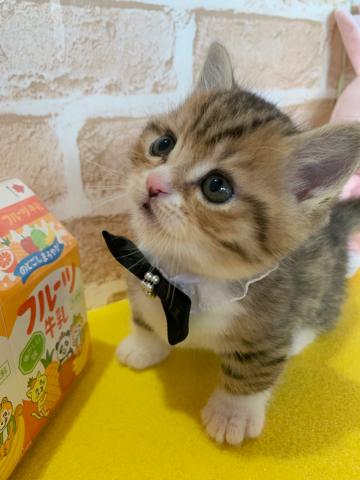 マンチカン短足