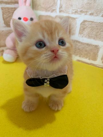 マンチカン短足