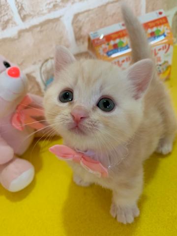 マンチカン短足