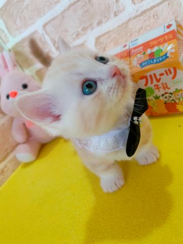 マンチカン短足