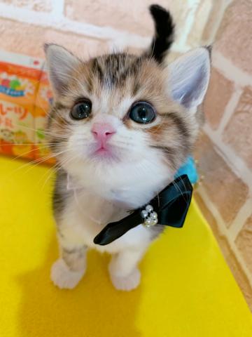 マンチカン足長
