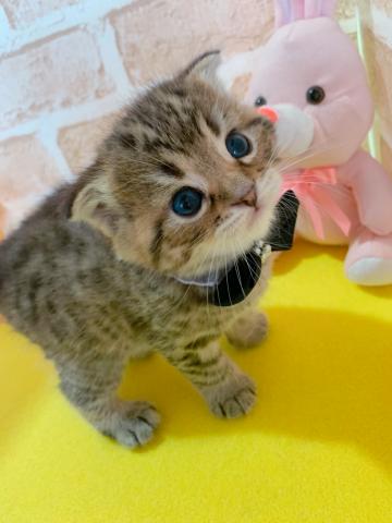 スコティッシュフォールド折れ耳