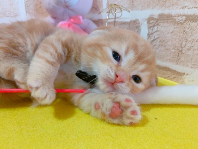 スコティッシュフォールド折れ耳