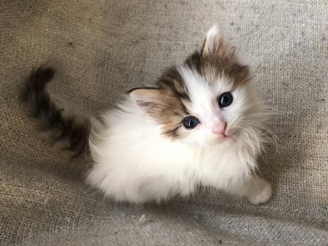 マンチカン♡値下げしました❣️顔も性格もかわいいおっとりさん 卒業おめでとうセール!