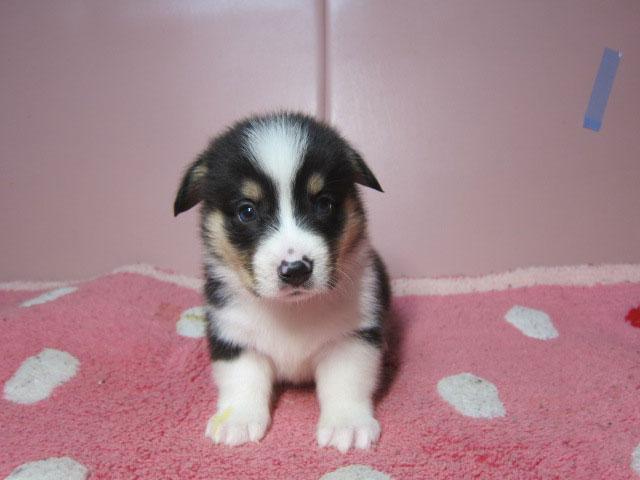 ウェルシュコーギーペンブローク