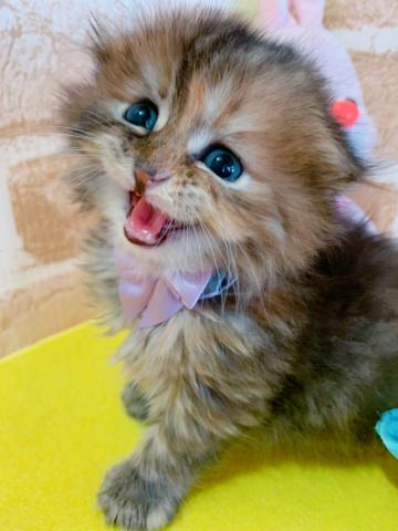 スコティッシュフォールドロング、折れ耳