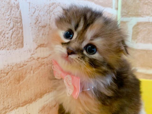 スコティッシュフォールドロング、折れ耳