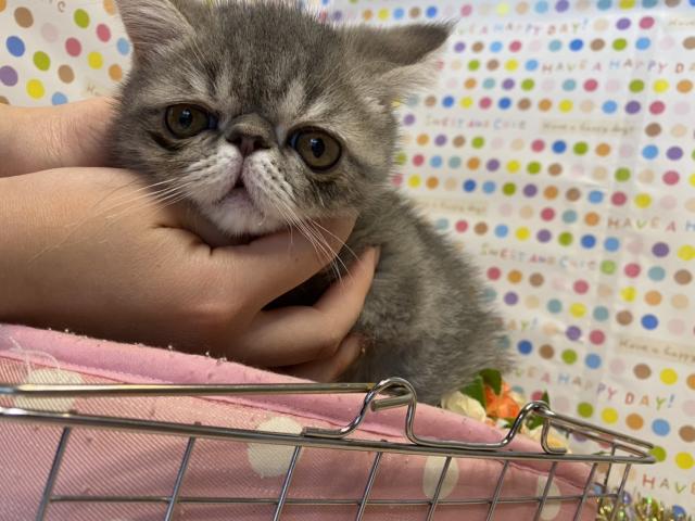 エキゾチックショートヘアー