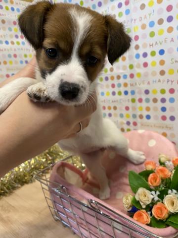 ジャックラッセルテリア