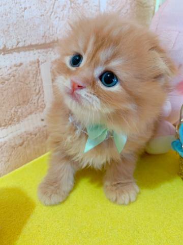 スコティッシュフォールドロング、折れ耳