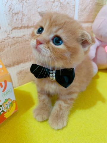 スコティッシュフォールドショート、折れ耳