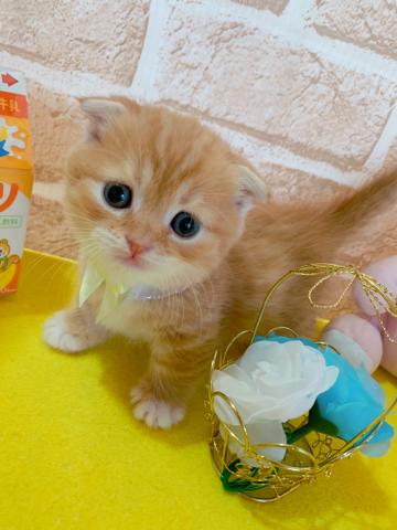 スコティッシュフォールドショート、折れ耳、短足