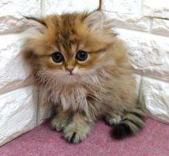 ペルシャ・ヒマラヤン