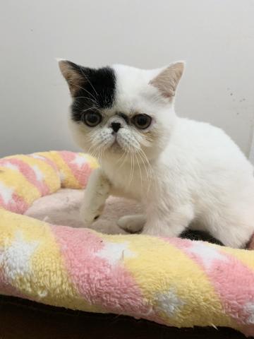 エキゾチックショートヘアー