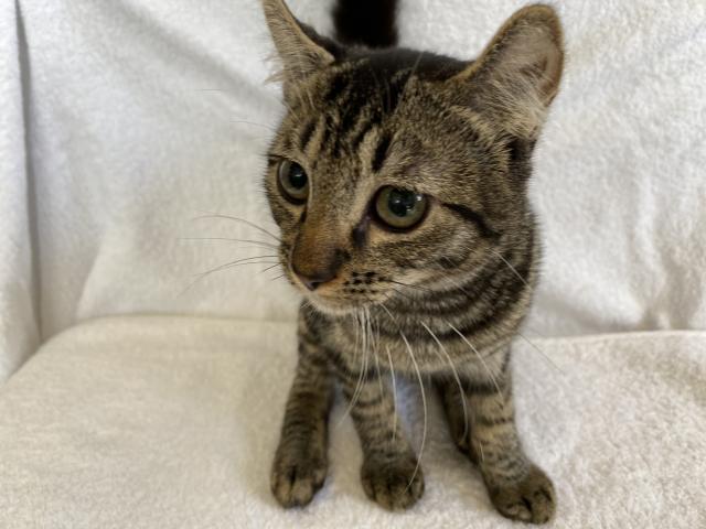 アメリカンカール