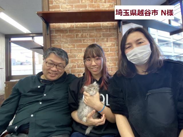 サイベリアン【猫アレルギー有る方にお勧め猫種】