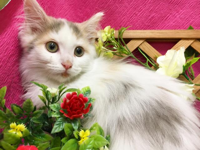 ノルウェージャンフォレストキャット