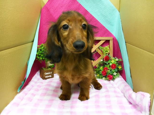 カニンヘンダックスフンド