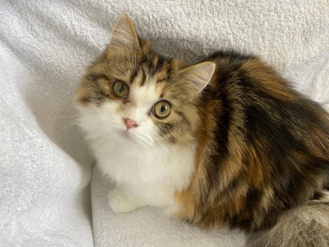 ミヌエット（旧ナポレオン）