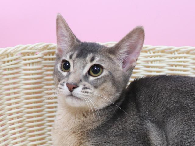 アビシニアン