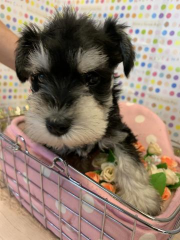 ミニチュアシュナウザー