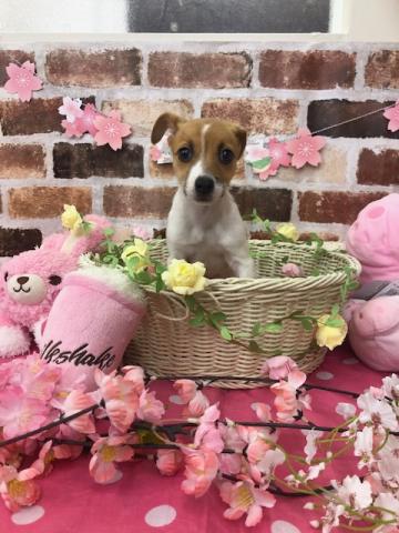 ジャックラッセルテリア