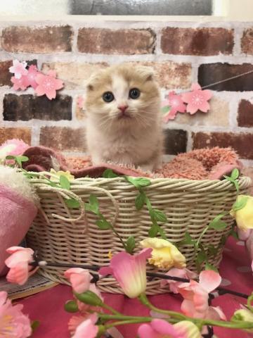 スコティッシュフォールド