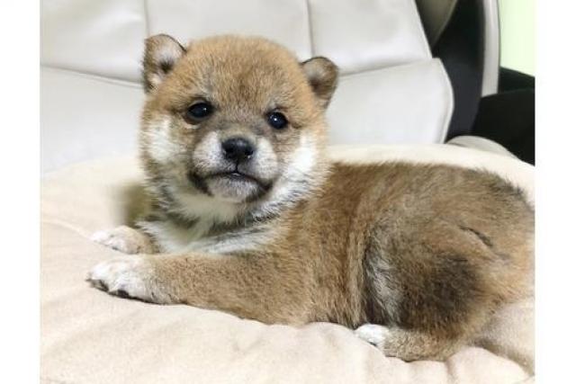 差し上げ ます 柴犬 子犬 柴犬里親探し 柴犬無料でお渡し