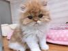 ペルシャ・ヒマラヤン