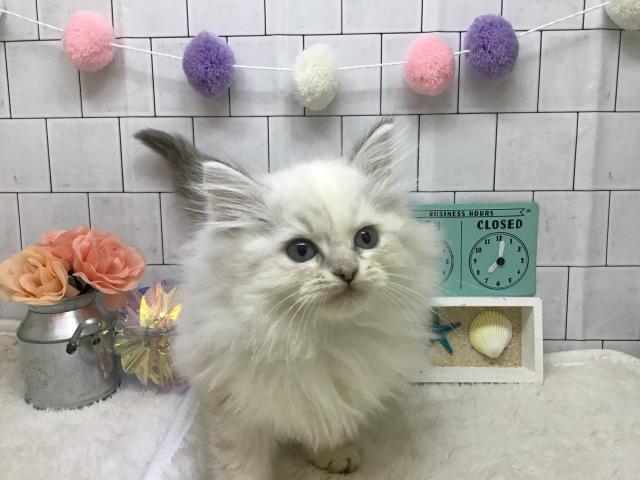 ラガマフィン
